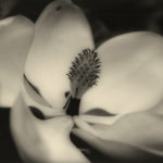 7-magnolia-1-2011-g