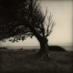 leaning-tree-2010_t